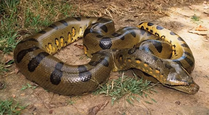13. Trăn Anaconda Thuộc vào nhóm những loài rắn lớn nhất thế giới, trăn anaconda sống ở lưu vực sông và các vùng đất ẩm thuộc Nam Mỹ. Theo các nhà sinh vật học, tên gọi anaconda xuất phát từ tiếng Tamil có nghĩa là Kẻ giết voi. Trăn Nam Mỹ ăn cá, chim, bò sát và các loài động vật có vú nhỏ, dù đôi khi chúng có thể tấn công lẫn nhau. Trăn anaconda không có nọc độc và thường giết con mồi bằng cách siết cho ngạt thở và gãy hết xương trước khi nuốt chửng.