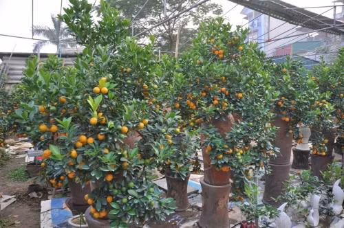 Cây quất dạng bonsai này không trồng trực tiếp dưới đất mà trồng trong các bình gốm, sứ nhỏ gọn.