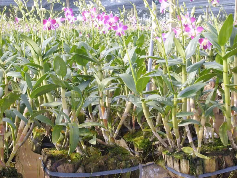 Những cành lan xinh được trồng trong vỏ dừa.