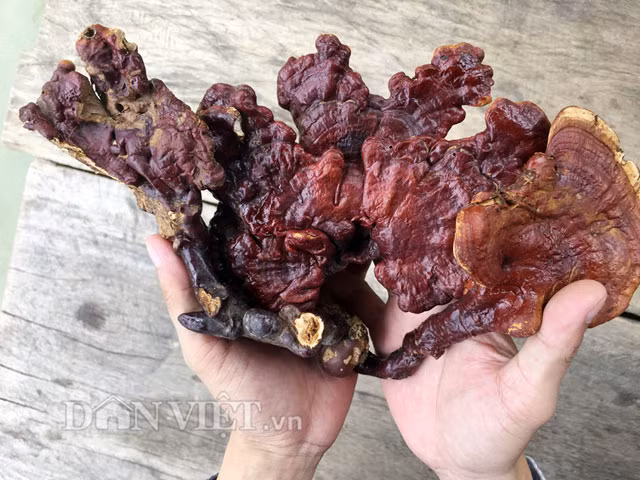 Dựa vào đặc tính chỉ sinh trưởng trên cây lim xanh nên người dân gọi loại nấm quý này là nấm lim xanh. Loại nấm này còn được gọi là nấm linh chi Việt, vạn niên nhung, tiên thảo, nấm trường thọ…tên khoa học là Ganoderma lucidum. Nhiều bậc cao niên cho biết: "Không phải đến bây giờ mà từ thuở xa xưa nấm lim xanh tự nhiên đã được biết đến là một loại dược thảo quý dùng để chữa nhiều bệnh".