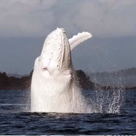 Cá voi Migaloo dài 14m, xuất hiện ngoài khơi bang New South Wales, gần vịnh Byron. Hành trình của Migaloo tới vùng biển phía đông Australia thu hút rất đông người hiếu kỳ và yêu thiên nhiên tới quan sát.