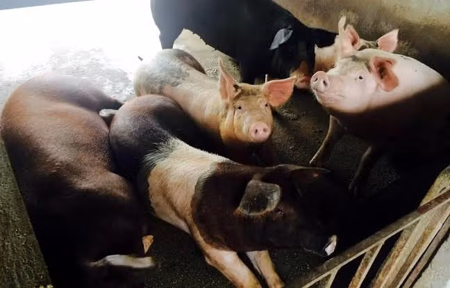 Lon nuoi bang tra xanh: My chao thua, Nhat phat them