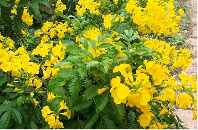 Cây ngô đồng Tên khoa học là (Jatropha podagrica), Còn được gọi dưới tên là cây dầu lai có củ, hay sen lục bình, cây ngô đồng có nguồn gốc từ châu Mỹ nhưng được trồng làm cảnh trên khắp thế giới. Không chỉ có hoa đẹp quanh năm, cây ngô đồng còn có khả năng thu hút nhiều loài bướm. Mặc dù rất đẹp nhưng cây ngô đồng lại chứa chất độc curcin, đặc biệt trong hạt và thân củ. Chất độc này khi vào cơ thể người sẽ gây chóng mặt, buồn nôn.
