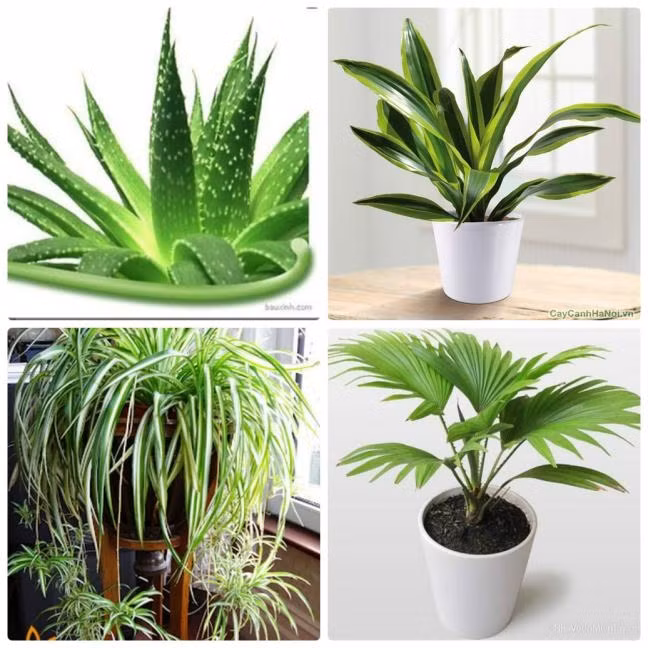 Cà độc dược Tên khoa học là (Datura metel). Thuộc dòng họ cà Solanaceae. Tiếp xúc qua da với bất kì vị trí nào trên cây đều có thể gây nổi mẩn đỏ, ngứa, chóng mặt, nhức đầu, thấy ảo giác, hôn mê và có thể gây mù mắt hoặc tử vong. Cũng chính nhờ độc chất có trong hoa lá thân cây, mà cà độc dược còn được dùng làm thuốc, nếu dùng với liều khống chế, có thể chữa ho hen, say sóng, trị mụn nhọt. Một số loại cây nên để trong nhà để hút độc: Cây lô hội (hay còn gọi là nha đam, là loại cây có khả năng hút các khí aldehyde formic, cacbonic, cacbondioxit gây độc cho con người ), thiết mộc lan (có thể hút khí toluen và khí CO), cây mẫu tử (có khả năng hút các khí độc và thải khí CO2), cây cọ cảnh (hút khí benzen, khí formaldehyde)…