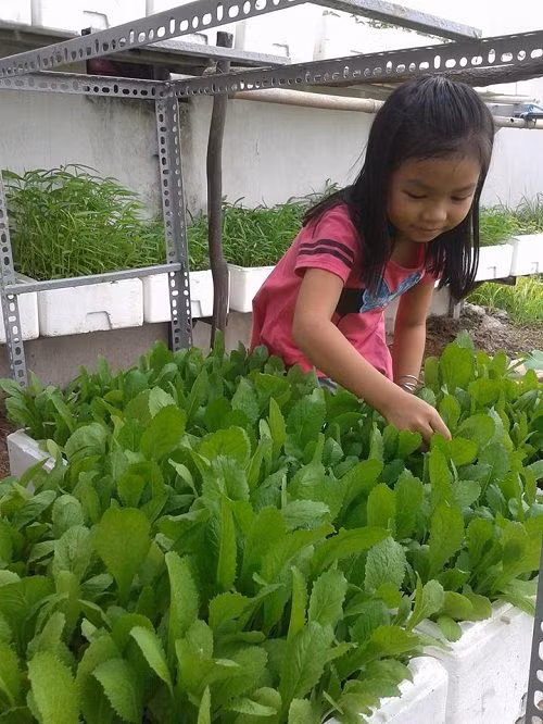 Con gái chị Thảo chăm chú giúp mẹ tìm sâu trong rau.