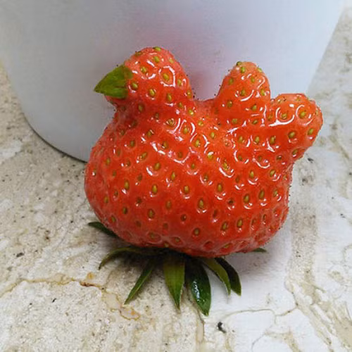 Quả dâu tạo dáng giống chú chim quá!