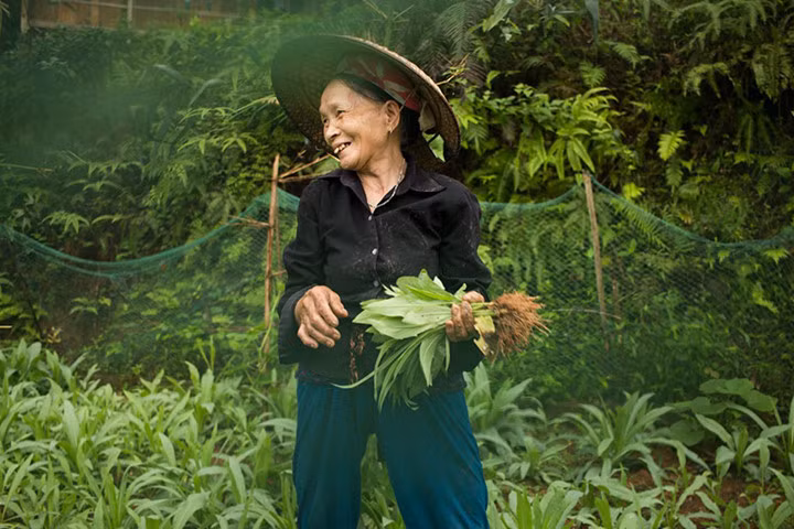 Họ trồng chè, bạc hà, sắn, dâu tằm, cà tím, lúa gạo và một số loại rau.