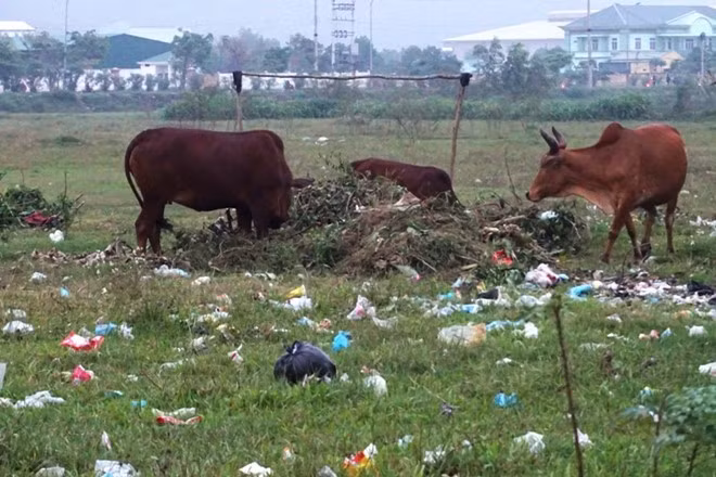 Đất "vàng" trong khu công nghiệp để hoang.