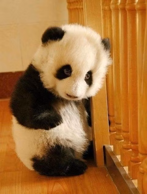 Cơ sở nghiên cứu và nhân giống gấu trúc Thành Đô đã trở thành nơi sinh sống của những chú gấu trúc khổng lồ trong hơn 4.000 năm qua.