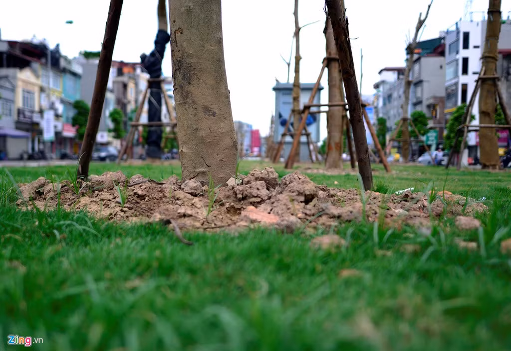 Đây là loài cây trong danh mục cây đô thị của Bộ Xây dựng ban hành.