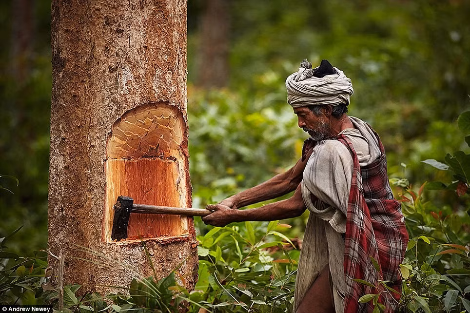 Họ sống phụ thuộc vào môi trường xung quanh do không nuôi trồng.