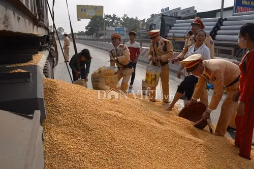 Các chiến sĩ CSGT trực tiếp gom ngô giúp chủ xe.