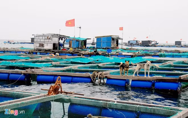 Do các loài thủy sản nuôi trồng có giá trị kinh tế cao nên trên mỗi lồng bè ngoài người bảo vệ còn có chú chó khôn ngoan túc trực suốt ngày đêm chống trộm. Ông Nguyễn Hồng (ngụ xã An Hải, huyện đảo Lý Sơn), vốn đầu tư lồng bè, mua con giống tôm hùm, cá bớp, cá mú… mỗi gia đình phải chi phí ít nhất từ vài trăm triệu đến một tỷ đồng nên cần phải bảo vệ tài sản trên biển suốt ngày đêm.
