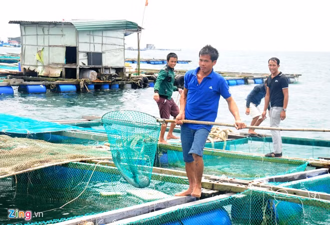 Thu hoạch cá bớp ở huyện đảo Lý Sơn. Mỗi lồng bè bà con ngư dân kết nối 6 thùng phuy nhựa, xốp làm phao nổi kết hợp nhiều thanh gỗ, các loại lưới... Bên trên bè, gia đình anh còn làm một căn nhà nhỏ dùng trông nom bảo vệ và chứa thức ăn hàng ngày cho tôm hùm, cá bớp.