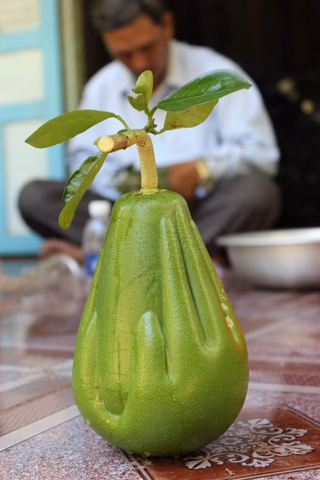 Bưởi lễ Cát Tường được tạo hình từ những trái bưởi Năm Roi bằng khuôn nhựa thiết kế 3D, cách làm cũng tương tự bưởi hồ lô. Tuy nhiên, theo ông Võ Trung Thành (cũng là tác giả của bưởi tạo hình bản đồ Việt Nam), việc tạo ra khuôn hình là điều cực khó.