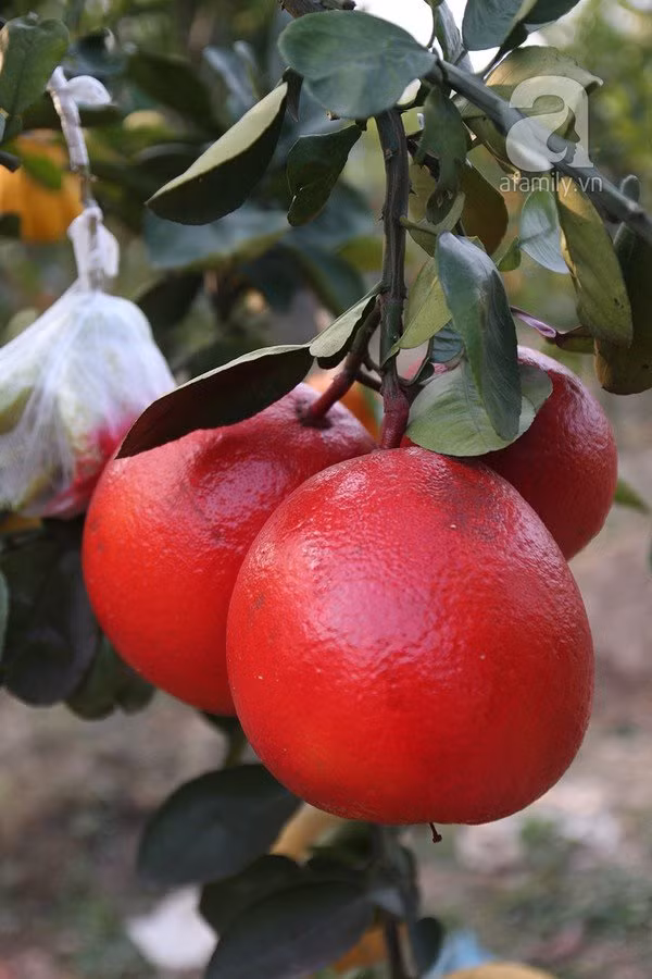 Bưởi đỏ (Bưởi Luận Văn) Có màu đỏ tươi từ trong ra ngoài, mùi thơm hơn phật thủ, giống bưởi đã từng là đồ tiến vua được chào bán cho nhu cầu bày mâm ngũ quả ngày Tết với giá khá cao.