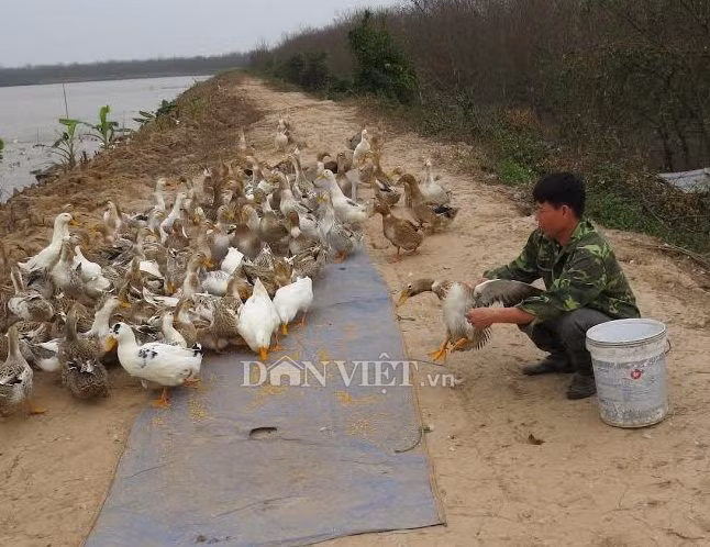 Ben trong trang trai vit bien cua ong Doan Van Vuon