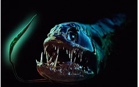Cá rồng (Dragonfish) Mặc dù có kích thước khiêm tốn, cá rồng là loài cá dữ, săn mồi tàn bạo và sống ở những vùng biển sâu khoảng 1.500m dưới đáy đại dương. Kích thước khoảng 15 cm nhưng có ngoại hình quái dị của nó có thể gây ác mộng cho nhiều người. Cá rồng có miệng đầy răng sắc nhìn và có kích thước quá lớn so với toàn thân. Chúng được tìm thấy chủ yếu ở vùng biển nhiệt đới.