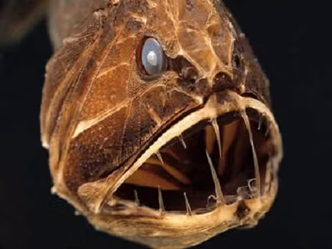 Cá răng nanh (Fangtooth) Cá răng nanh sống ở vùng nước rất sâu của đại dương, khoảng hơn 4000m. Dù có ngoại hình giống như con quỷ dữ, cá răng nanh khá nhỏ, khoảng 15cm. Loài cá này có thân ngắn, đầu to, miệng rộng quá khổ với bộ răng khổng lồ, sắc nhọn và gớm giếc. Thân có màu nâu sẫm hoặc đen. Dù có ngoại hình giống như con quỷ dữ, cá răng nanh khá nhỏ. Cá răng nanh là loài ăn tạp, chúng ăn hầu hết tất cả những gì chúng tìm thấy. Chúng sống chủ yếu ở vùng biển ôn đới và nhiệt đới, bao gồm cả vùng biển ngoài khơi Australia.