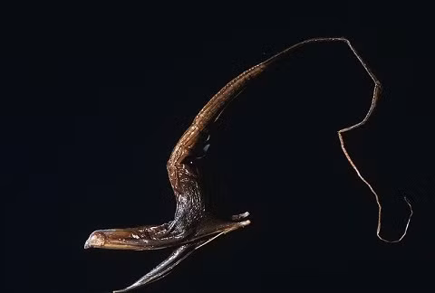 Lươn biển Gulper (Gulper eel) Lươn biển Gulper, tên khoa học là pelecanoides Eurypharynx, có lẽ là một trong những sinh vật kỳ lạ nhất trong đại dương. Đặc biệt khác với những loài lươn thông thường, lượn Gulper có miệng khổng lồ dạng túi sẵn sàng nuốt chửng bất kỳ con mồi nào. Dạ dày "đa năng" của nó có thể ôm trọn cả những con mồi to hơn hẳn kích thước cơ thể chúng. Loài lươn ghê rợn này phát triển đến chiều dài khoảng từ 0,5 đến 1,5 m, được tìm thấy ở khắp các đại dương ở độ sâu từ 900-1800m.