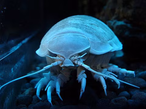 Bọ chân khổng lồ (Giant Isopods) Bọ chân khổng lồ có tên khoa học là Bathynomus giganteus, sống ở độ sâu khoảng 600m dưới đại dương. Hình dáng loài này không khác gì một con côn trùng phóng to sống trên mặt đất. Kích thước trung bình của loài này khoảng 40 cm. Vì sống ở mực nước sâu, thức ăn khan hiếm, ngoài những loài xương sống nhỏ là thức ăn chính, chúng ăn bất kỳ những thứ gì vô tình rơi xuống đáy biển khi đói. Khi bị đe dọa, chúng cuộn tròn thân mình để tự vệ.