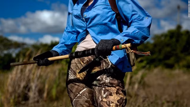 Nguy hiểm rình rập người săn trăn khổng lồ ở Mỹ - Hình 3 Nguy hiem rinh rap nguoi san tran khong lo o My-Hinh-3