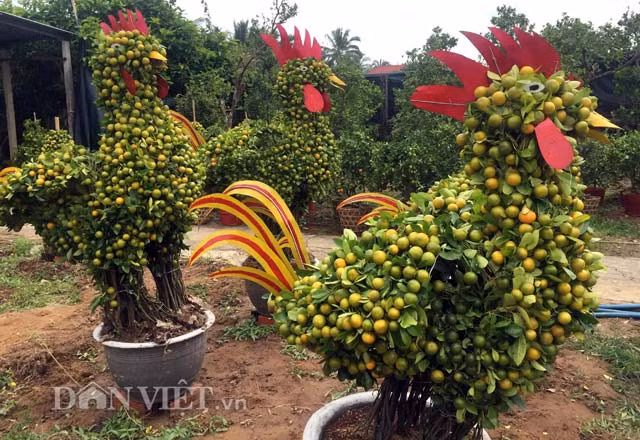 Kiểng gà được làm từ cây quất hứa hẹn sẽ được thị trường Tết Nguyên đán Đinh Dậu 2017 ưa chuộng.