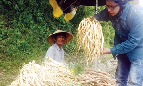 Mat sach gia san vi “than thanh hoa” duoc lieu