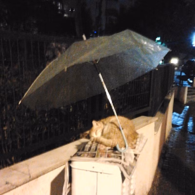 Người chụp được bức ảnh này đã viết: "Tôi thấy buồn nên đi dạo. Nhưng khi nhìn thấy bức ảnh này, tôi thấy tim mình ấm áp và vui vẻ trở lại. Cảm ơn!".