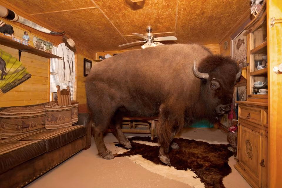 Ronnie, 60 tuổi, và Sherron Bridges, 44 tuổi, sống tại Texas, Mỹ, là chủ nhân của con trâu tên Wild Thing. Họ đã bán đàn trâu 52 con từ năm 2004 và mua Wild Thing để thay thế, quyết định nuôi nó một cách khác biệt.