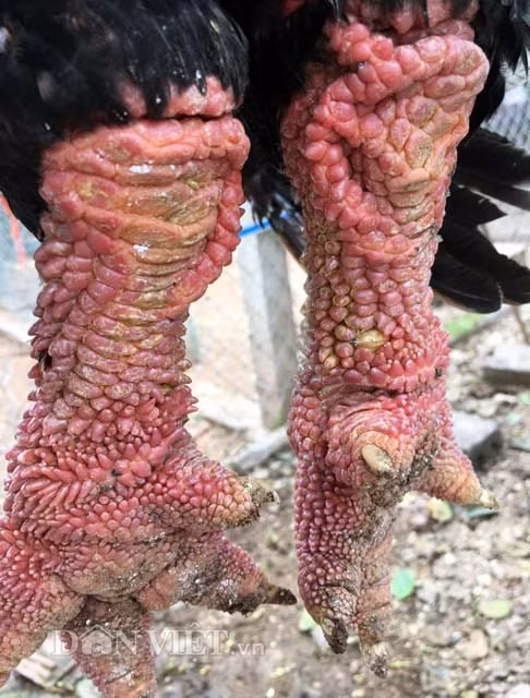 Mắc màn rửa chân cho gà Đông Tảo chờ ngày tranh tài - Hình 4 Mac man rua chan cho ga Dong Tao cho ngay tranh tai-Hinh-4