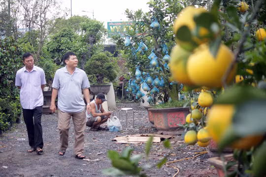 Bên cạnh đó, trong khu vườn kiểng có bán nhiều loại cây kiểng giá từ vài triệu đến vài chục triệu. Trong ảnh: Nhiều vị khách đến hỏi mua những cây bưởi trĩu quả về chưng tết. Mỗi cây có hàng chục quả được bán với giá 20 triệu.