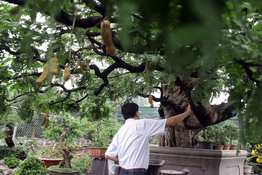 "Cây me có tuổi đời lâu năm và dáng đẹp như vậy khó có thể kiếm được cây thứ hai. Nhiều người ghé xem cây me này, có người trả giá hơn 3 tỉ đồng nhưng tôi vẫn chưa muốn bán" - Ông Hai chia sẻ.