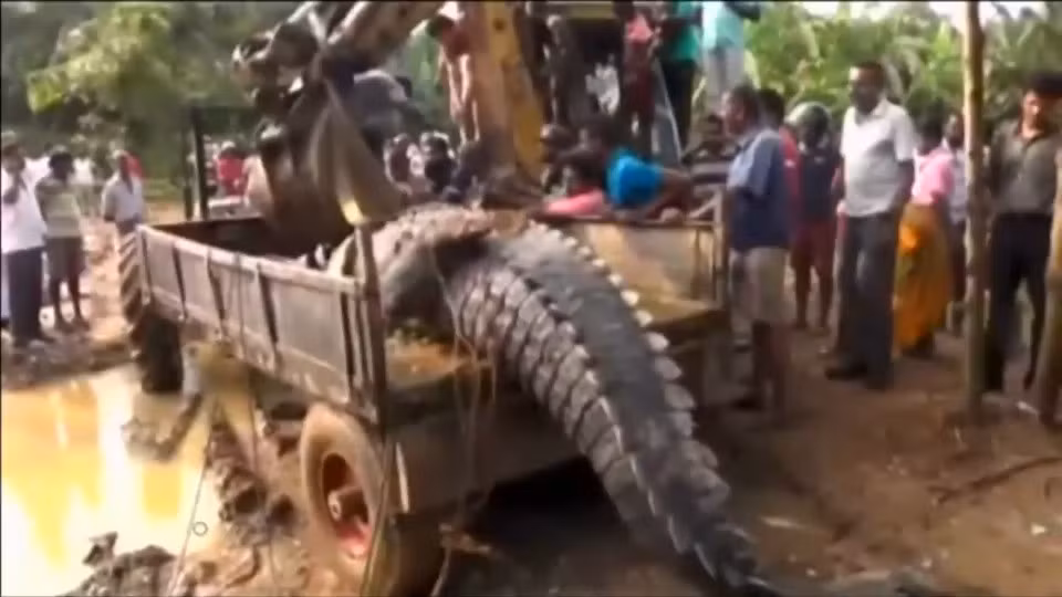 Nhà môi trường học Uppala Jayatissa cho biết: "Chúng tôi đã tìm thấy một con cá sấu có kích thước tương tự khoảng 4-5 tháng trước ở sông Polathumodara. Những con cá sấu này đã phát triển đến kích cỡ lớn nhất”. Người ta tin rằng con cá sấu đang tìm kiếm thức ăn sau khi mực nước dâng lên do mưa lớn trong khu vực. Quan chức về động vật hoang dã, Ravindra Kumar, cho biết: "Với sự giúp đỡ của người dân và cảnh sát, chúng tôi đã đưa con cá sấu về môi trường sống mà không làm nó bị thương”.