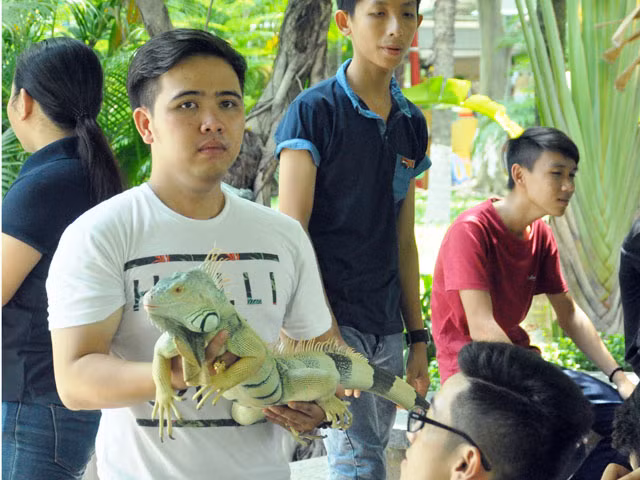 “Niềm đam mê nuôi bò sát giúp chúng tôi không vướng vào nghiện game và các tệ nạn xã hội mà qua đó giáo dục, gửi thông điệp tới mọi người hãy yêu thương động vật”, một thành viên nuôi bò sát chia sẻ.