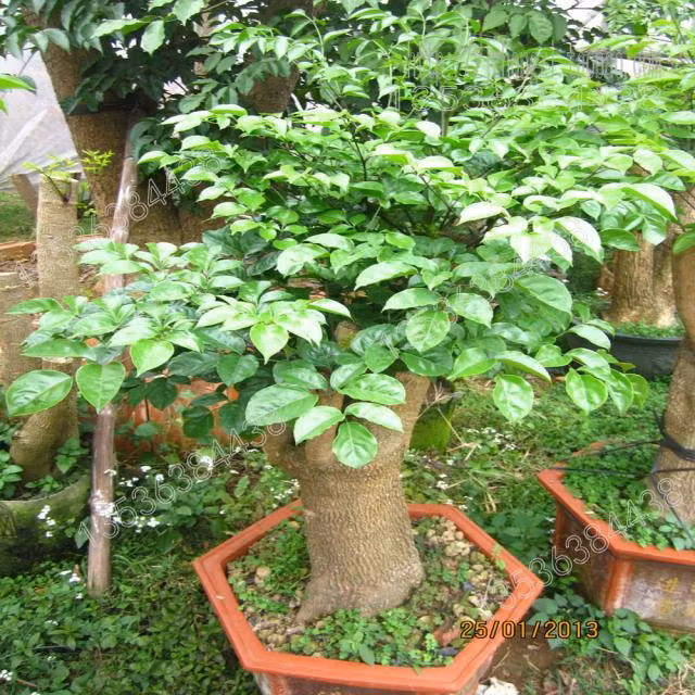 Cây Hạnh phúc Cây Hạnh Phúc có ý nghĩa phong thủy tốt, mang niềm hạnh phúc, đầm ấm đến cho gia chủ mình. Cây thường có gốc khá to, đường kính khoảng 10 – 20cm, khi có sự chăm sóc tốt tán cây xanh đều và rất đẹp, tạo cảm giác mát mẻ, thoáng đãng và thư thái. Cây Hạnh Phúc thích hợp để ở hành lang rộng, đại sảnh hay trong các văn phòng lớn, phòng họp, đặc biệt cây có thể bày ở cổng chính ra vào sẽ tạo nên sự sang trọng và thiện cảm với người qua lại.