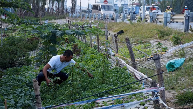 Người đàn ông này đang hái rau nấu mì tôm cho bữa sáng.