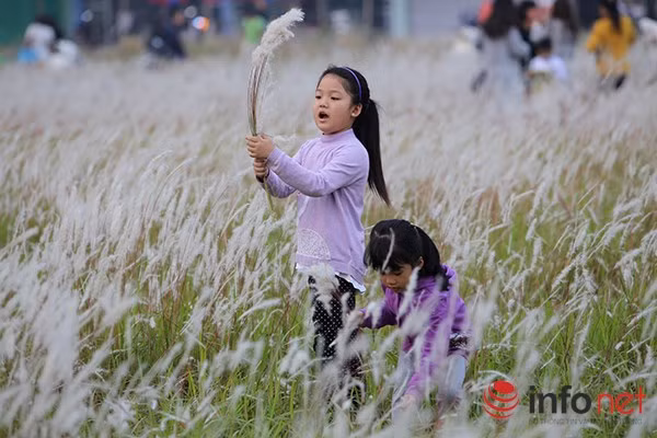 Những bông hoa cỏ lau nở rộ, bung ra những hạt mầm nhỏ màu trắng nhờ gió cuốn đi và tiếp tục sinh sôi, phát triển.