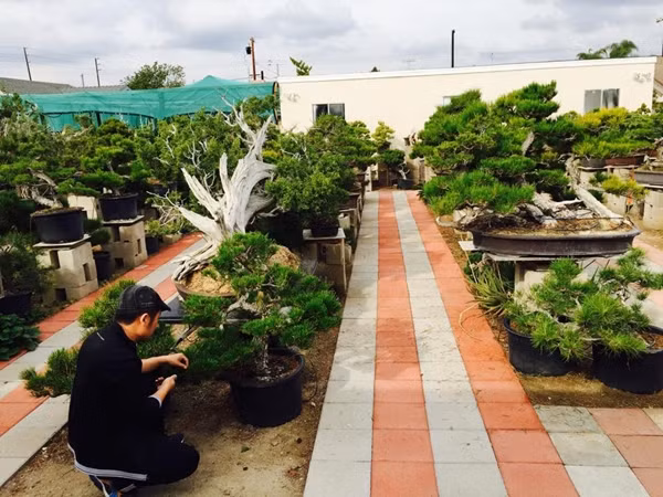 Ca sĩ hải ngoại Bằng Kiều còn có thú vui chơi cây cảnh bonsai. Anh sở hữu một vườn bonsai có giá trị lên tới hàng tỷ.
