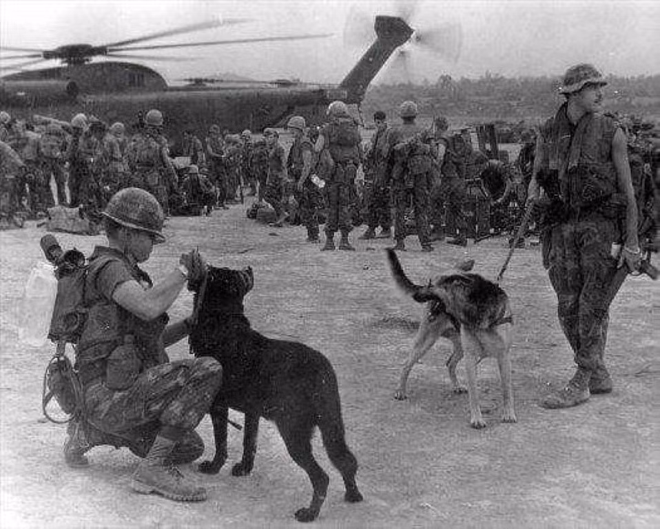 Theo thống kê của trang web "Lịch sử K-9" (K-9 là mật danh dành cho chó nghiệp vụ của quân đội Mỹ), có tới 90% số lượng chó nghiệp vụ của lực lượng này, chết ở Việt Nam do bệnh tật và suy giảm thể lực.