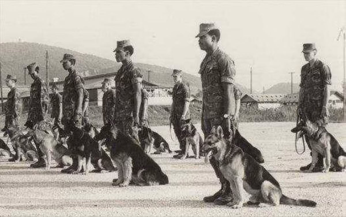Hiệp hội Chó Chiến tranh của Mỹ ghi nhận, chỉ có 204 chú chó nghiệp vụ được quay về Mỹ sau khi cuộc chiến kết thúc. Tuy nhiên, quân đội Mỹ cũng chỉ ghi nhận 350 trường hợp chó nghiệp vụ chết trong chiến đấu, số lượng còn lại là một ẩn số.