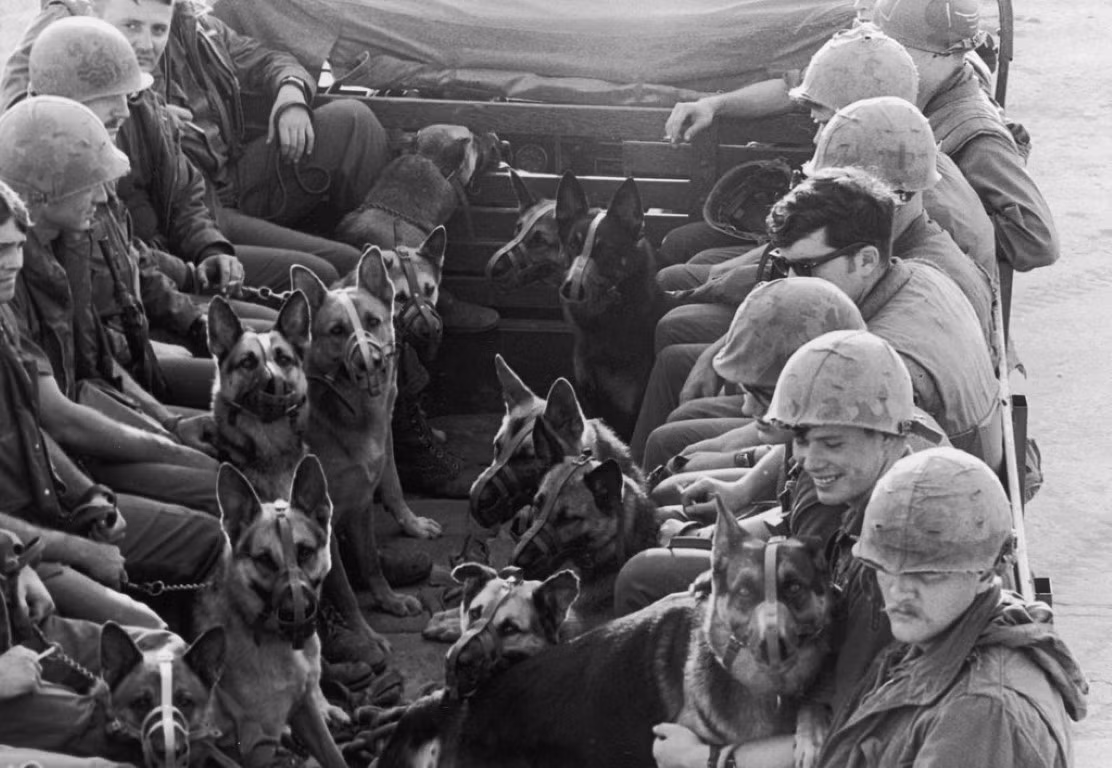 Lý thuyết là như vậy, nhưng trên thực tế chó nghiệp vụ của quân đội Mỹ, lại có một cái kết không mấy khả quan sau nhiều năm tham chiến ở nước ta.