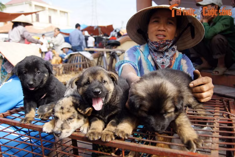 Người phụ nữ và những chú chó con ở chợ Hàng, phiên chợ dân dã họp vào các ngày 5, 10, 15 hàng tháng ở quận Lê Chân, thành phố Hải Phòng.