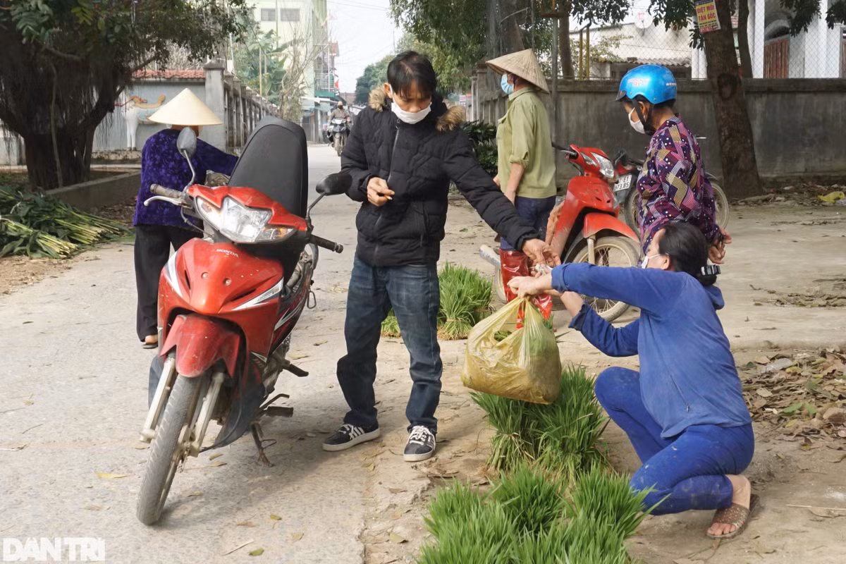 Nhổ lúa non bán như rau, nông dân 'bỏ túi' cả trăm ngàn đồng mỗi ngày - Hình 6 Nho lua non ban nhu rau, nong dan 'bo tui' ca tram ngan dong moi ngay-Hinh-6