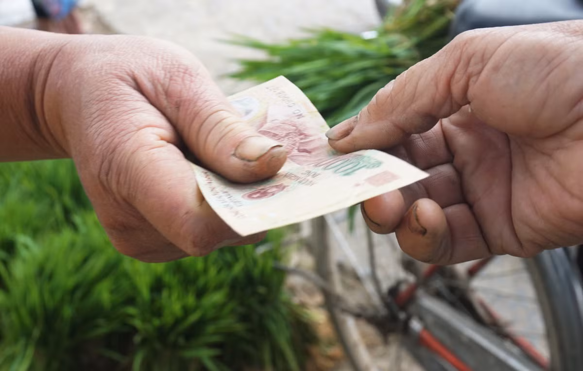 Nhổ lúa non bán như rau, nông dân 'bỏ túi' cả trăm ngàn đồng mỗi ngày - Hình 5 Nho lua non ban nhu rau, nong dan 'bo tui' ca tram ngan dong moi ngay-Hinh-5