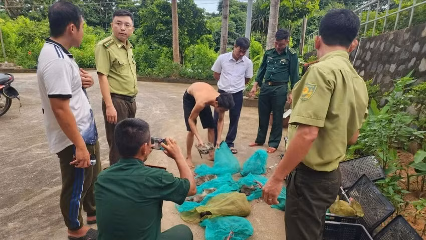 Nguyễn Minh Phong, người vận chuyển số khỉ này từ rừng ra bờ biển, đã bị bắt giữ. Khỉ đuôi dài thuộc loài quý hiếm đang bị đe dọa tuyệt chủng và bị cấm khai thác thương mại. Phong khai rằng mình được thuê mà không rõ nguồn gốc số khỉ này. Cơ quan chức năng đã lập biên bản và tiếp tục điều tra. (Ảnh: KL)