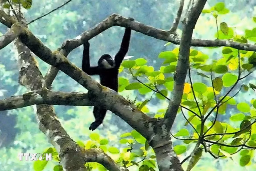 3. Vượn má trắng (Nomascus leucogenys): Vượn má trắng là loài linh trưởng đặc hữu của khu vực Đông Nam Á, bao gồm Việt Nam, Lào và Trung Quốc. Chúng có bộ lông đen với má trắng đặc trưng. Vượn má trắng sống trong các khu rừng già nguyên sinh và có vai trò quan trọng trong hệ sinh thái rừng.(Ảnh: TTXVN)