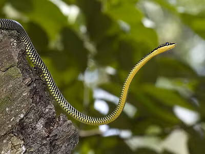 Chrysopelea paradisi là một loài rắn thuộc họ Colubridae, thường sinh sống ở các khu rừng nhiệt đới và bán nhiệt đới của Đông Nam Á, bao gồm các nước như Thái Lan, Malaysia, Indonesia và Philippines. Tại Việt Nam, loài rắn này chủ yếu được tìm thấy ở các rừng ngập mặn, rừng thứ sinh.Với chiều dài trung bình từ 60-120 cm, chúng có màu sắc rực rỡ, pha trộn giữa xanh lục, đen và vàng, tạo nên vẻ ngoài bắt mắt và đầy mê hoặc.(Ảnh: Ecology Asia)
