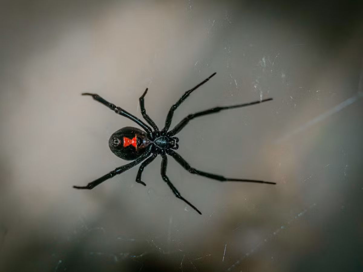 2. Nhện góa phụ đen: Nhện góa phụ đen, đặc biệt là loài Latrodectus mactans, cũng có hành vi ăn thịt bạn tình sau khi giao phối. (Ảnh: ATCO Pest Control)