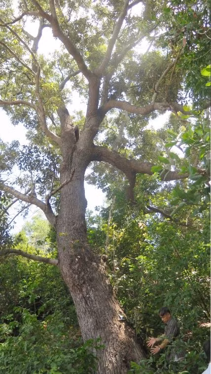 Chai lá cong (Shorea falcata Vidal) là loài cây đặc hữu của Việt Nam, được phát hiện và công bố lần đầu vào năm 1962. Hiện tại, chỉ còn khoảng 13 cây chai lá cong cổ thụ ở Việt Nam, chủ yếu ở thị xã Sông Cầu, tỉnh Phú Yên. (Ảnh: Thiên Nhiên)